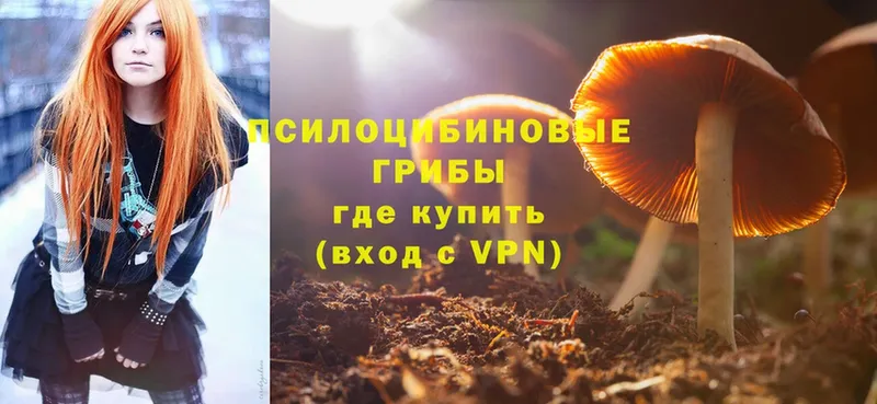 Псилоцибиновые грибы Psilocybine cubensis  Лесосибирск 